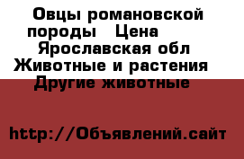 Овцы романовской породы › Цена ­ 150 - Ярославская обл. Животные и растения » Другие животные   